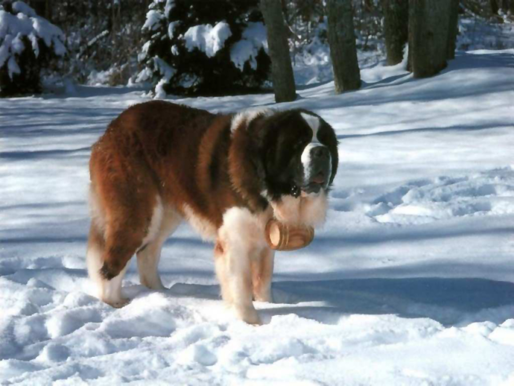 Animals - Saint Bernard Dog Snowy Region Wallpapers - Wallpaper 1024x768